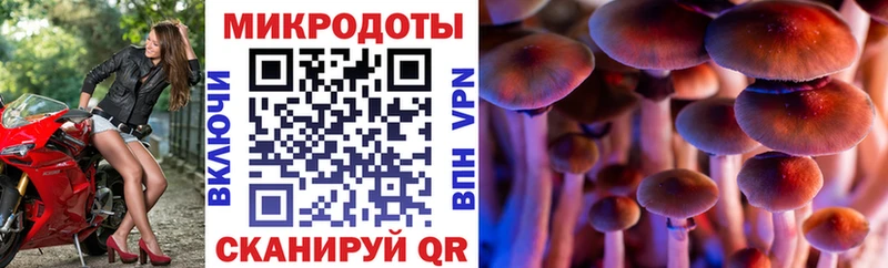 Купить закладки  Елизово  Псилоцибиновые грибы Psilocybe 